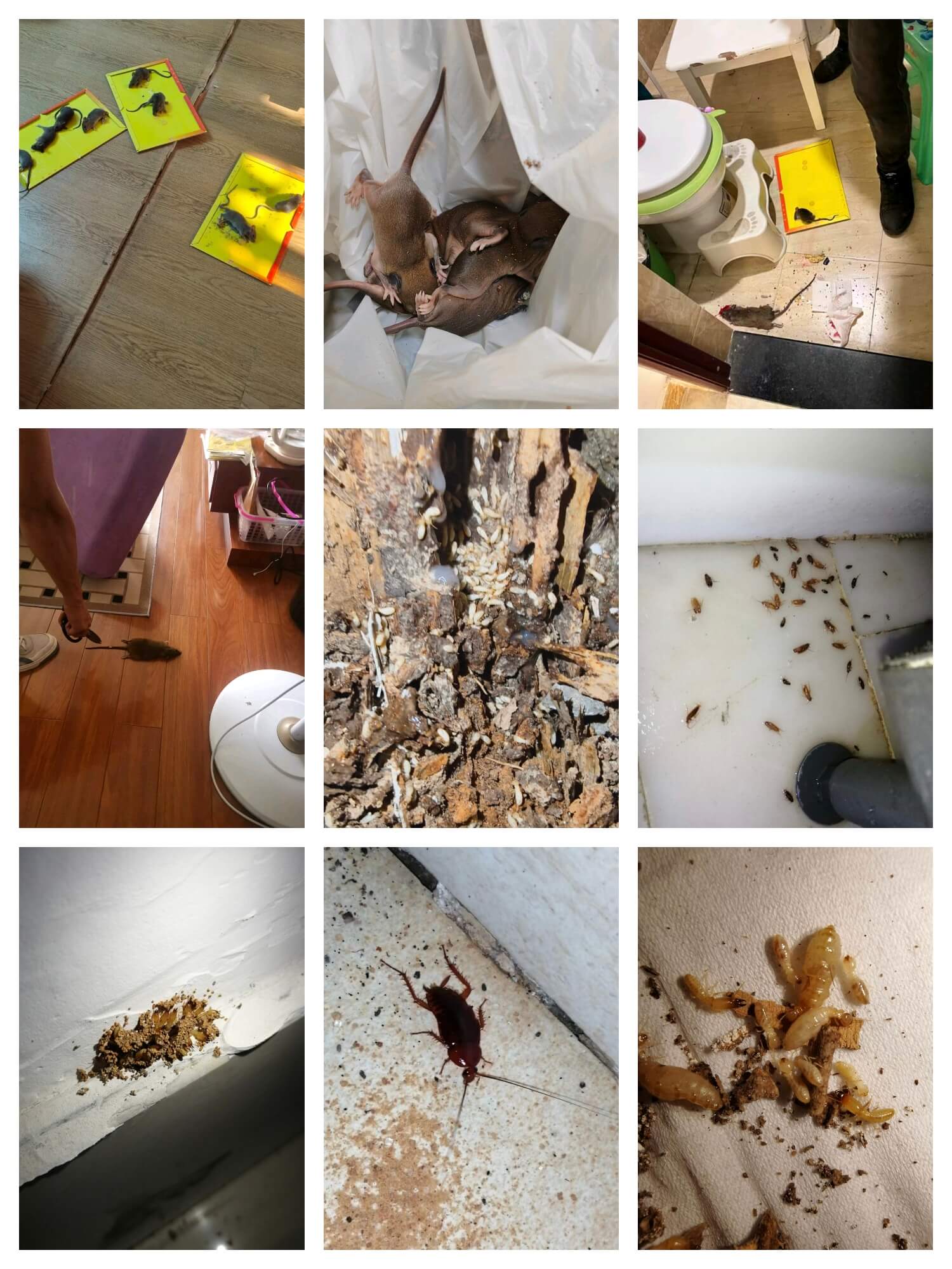 成都商铺防虫必读：白蚁防治与家庭常见虫害知识汇总