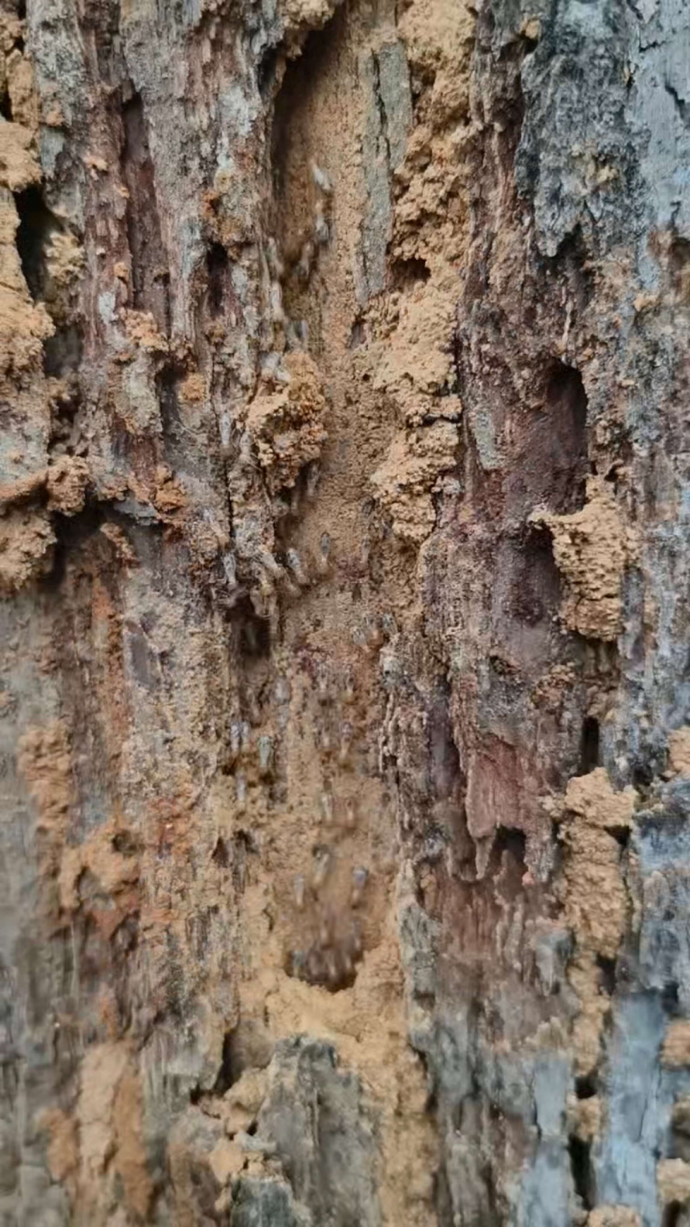 成都商铺白蚁防治与有害生物防治指南,除虫灭鼠一招解决(图1)