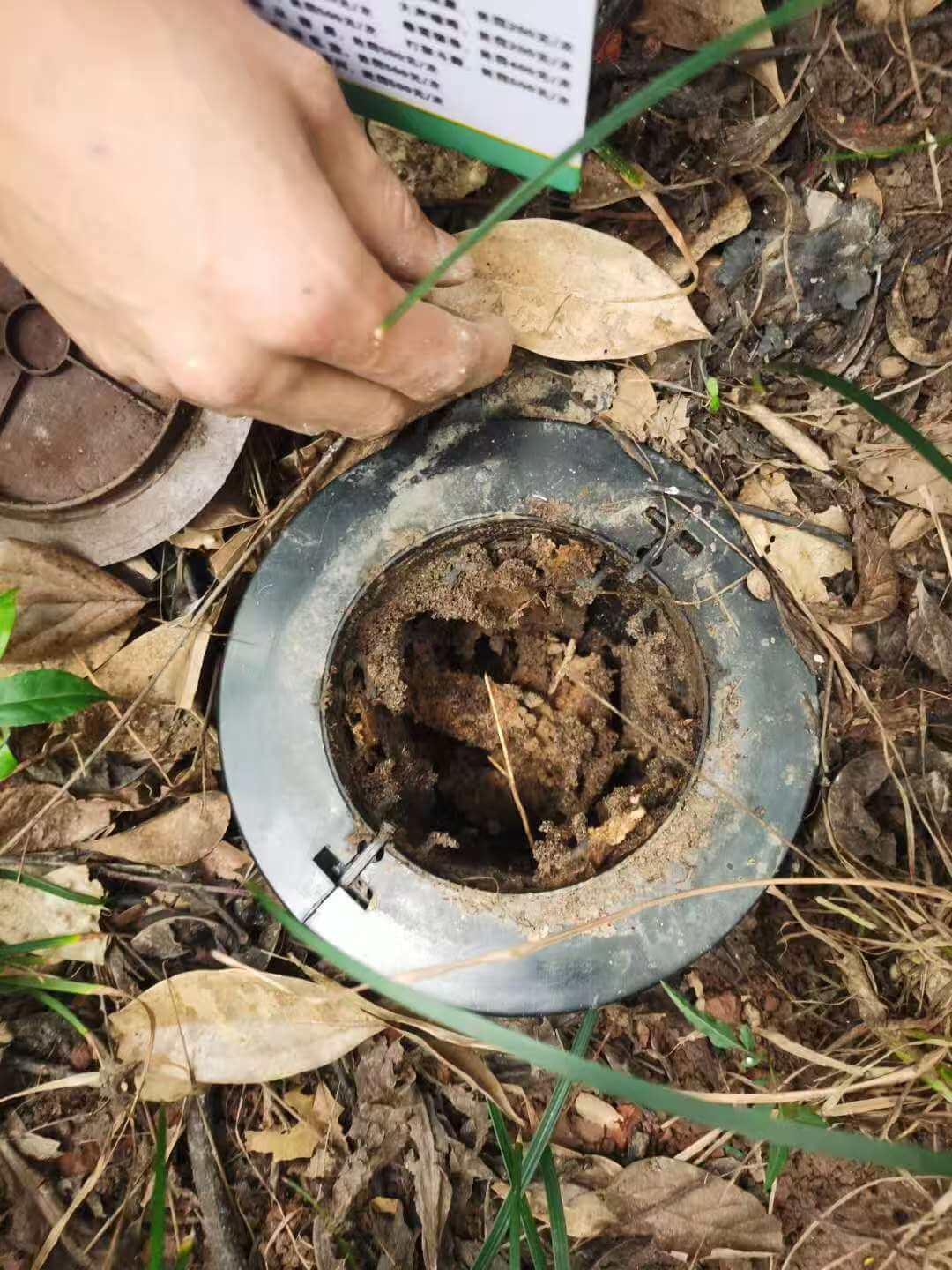眉山东坡区白蚁防治|高效药物处理+预防建议,商场仓库餐饮场所首选