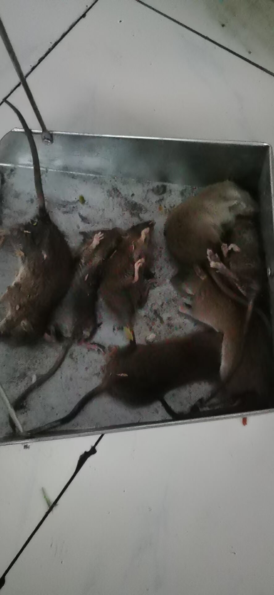 眉山东坡区商铺灭鼠服务如何选?专业有害生物防治公司操作流程解析